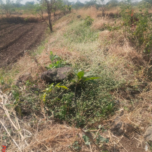AgroForestry for Digital Payment Awareness Week - By Reserve Bank Of India(RBI) – 6 months