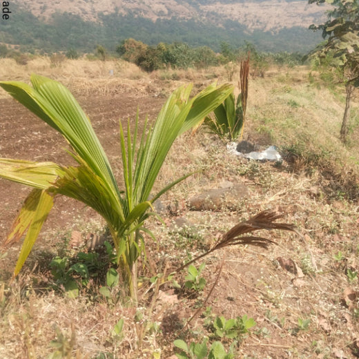 AgroForestry for Digital Payment Awareness Week - By Reserve Bank Of India(RBI) – 6 months
