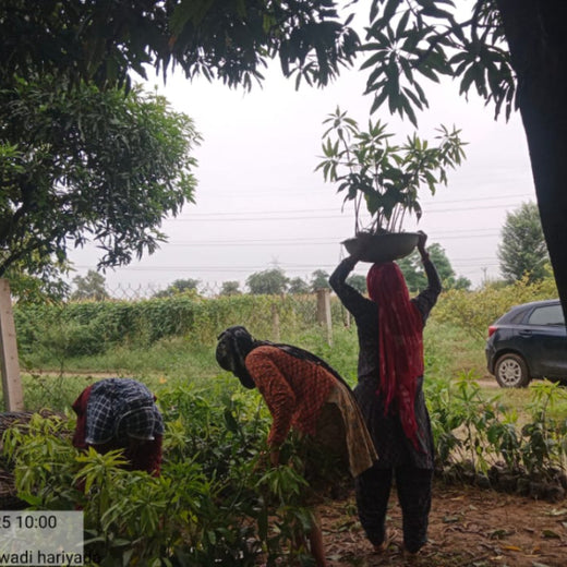 Varun Beverages Ltd through CSR Arm RJ Foundation: Project Van Dhara – Planting