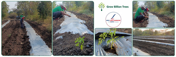 Seeds of Sustainability: RPG Life Sciences’ Go Green Initiative