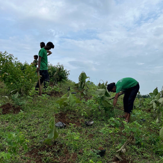 Green Formulations: RPG Life Sciences’ Tree Plantation for Earth – Planting