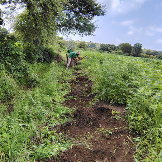 Green Formulations: RPG Life Sciences’ Tree Plantation for Earth – Planting
