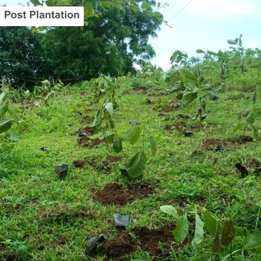 Green Formulations: RPG Life Sciences’ Tree Plantation for Earth – Planting