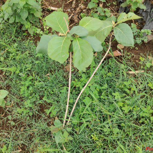 Green Formulations: RPG Life Sciences’ Tree Plantation for Earth – 6 months