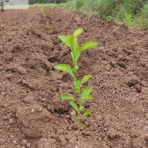 Welcome to the RR Kabel Digital Forest! – Planting