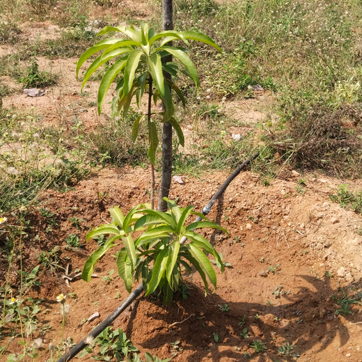 Raam Group Leads the Way with Agroforest Plantation for a Greener Tomorrow – 6 months