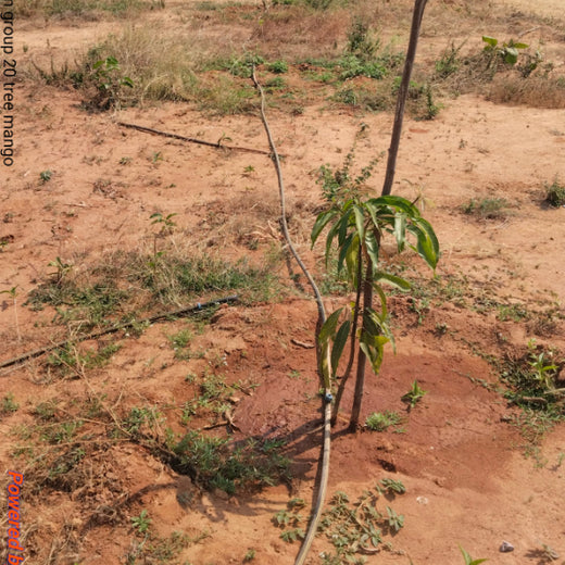 Raam Group Leads the Way with Agroforest Plantation for a Greener Tomorrow – 6 months