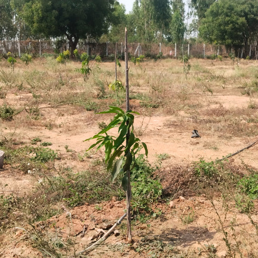 Raam Group Leads the Way with Agroforest Plantation for a Greener Tomorrow – 6 months