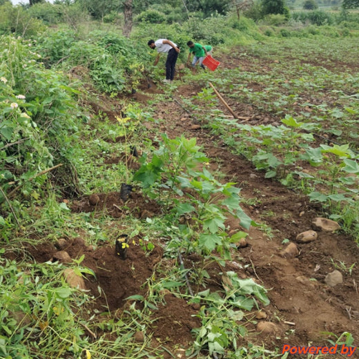 A Tree for Every Frame: Grow Billion Trees Salutes S. S. Rajamouli – Planting