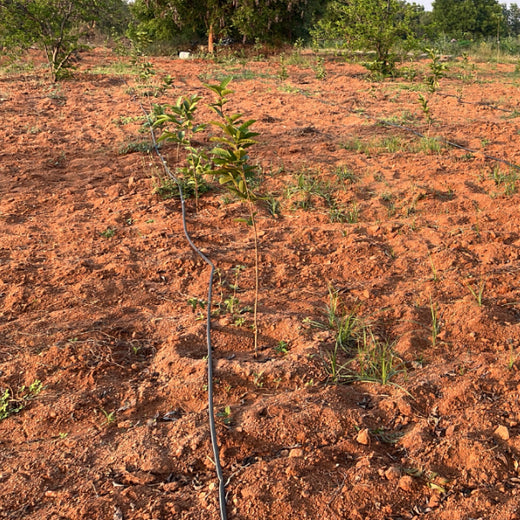 A Vision Grounded in Green: The SS Rajamouli Family Initiative – 1 year