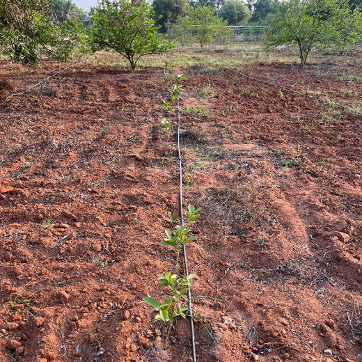A Vision Grounded in Green: The SS Rajamouli Family Initiative – 1 year