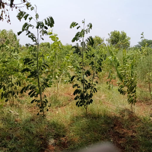 A Dream Rooted in Nature: The SS Rajamouli Family Initiative – 3 years