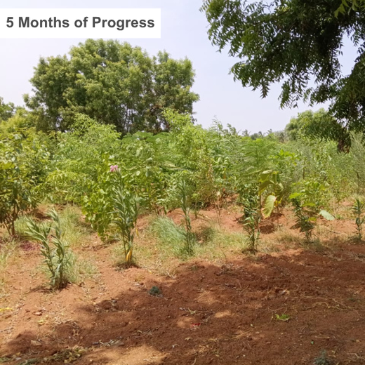 A Dream Rooted in Nature: The SS Rajamouli Family Initiative – 3 years