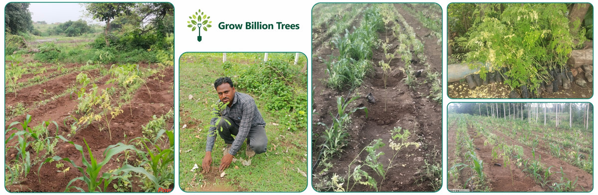 A Tree for Every Frame: Grow Billion Trees Salutes S. S. Rajamouli