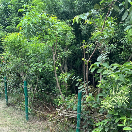 Living Memorials: Rajpal Singh Duggal’s Urban Forest in Remembrance – Planting