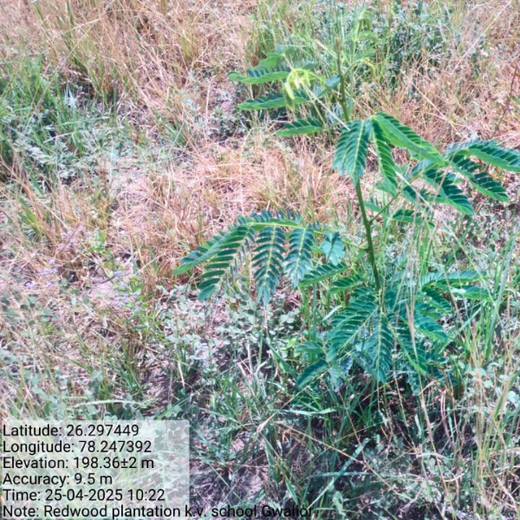 Eco-Explorers: Redwood Edutours’ Urban Forest Tree Planting for Young Minds – 6 months