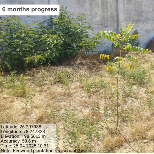 Eco-Explorers: Redwood Edutours’ Urban Forest Tree Planting for Young Minds – 6 months