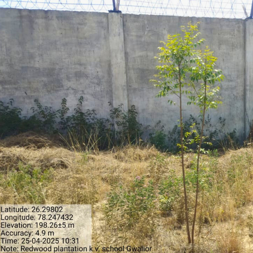Eco-Explorers: Redwood Edutours’ Urban Forest Tree Planting for Young Minds – 6 months