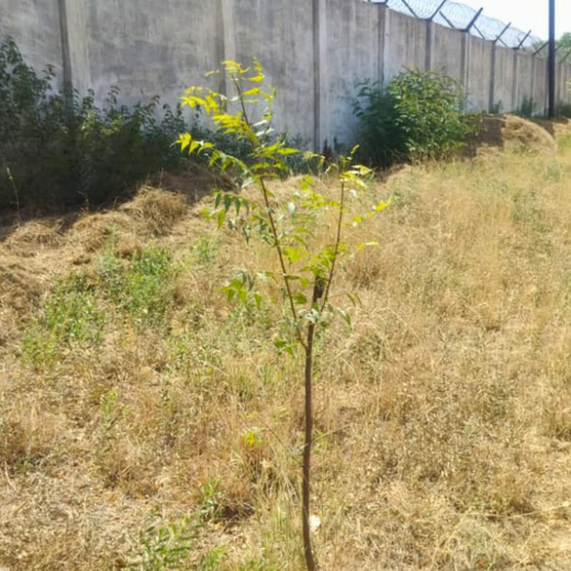 Eco-Explorers: Redwood Edutours’ Urban Forest Tree Planting for Young Minds – 6 months