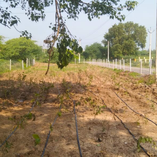 Growing Green Legacies: Reliance Industries Leads the Green Charge – 1 year