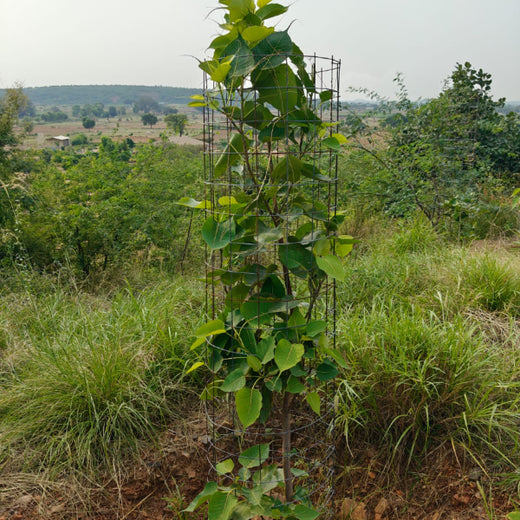 Reliance Foundation's Biodiversity Restoration Project: Sunhera Village – 2 years