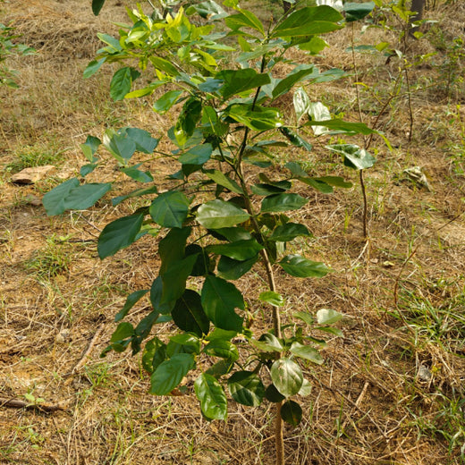 Reliance Foundation's Biodiversity Restoration Project: Sunhera Village – 2 years