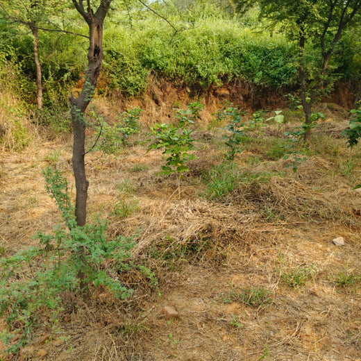 Reliance Foundation's Biodiversity Restoration Project: Sunhera Village – 2 years