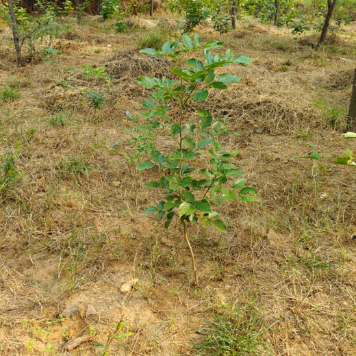 Reliance Foundation's Biodiversity Restoration Project: Sunhera Village – 2 years