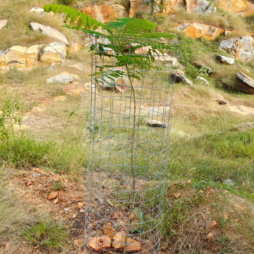 Reliance Foundation's Biodiversity Restoration Project: Sunhera Village – 2 years
