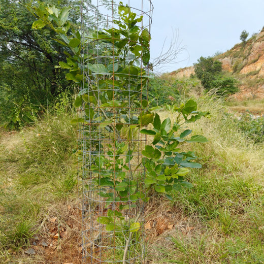 Reliance Foundation's Biodiversity Restoration Project: Sunhera Village – 2 years