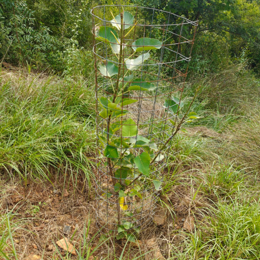 Reliance Foundation's Biodiversity Restoration Project: Sunhera Village – 2 years