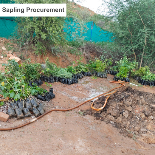 Reliance Foundation's Biodiversity Restoration Project: Sunhera Village – Planting