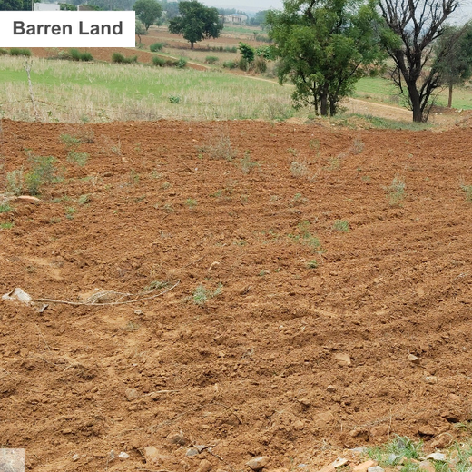 Reliance Foundation's Biodiversity Restoration Project: Sunhera Village – Planting