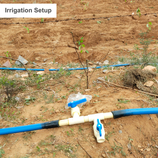Reliance Foundation's Biodiversity Restoration Project: Sunhera Village – Planting