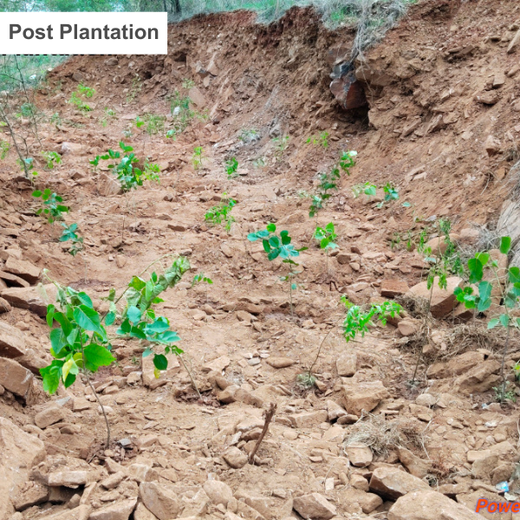 Reliance Foundation's Biodiversity Restoration Project: Sunhera Village – 6 months