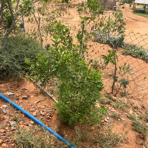 Reliance Foundation's Biodiversity Restoration Project: Sunhera Village – 1 year
