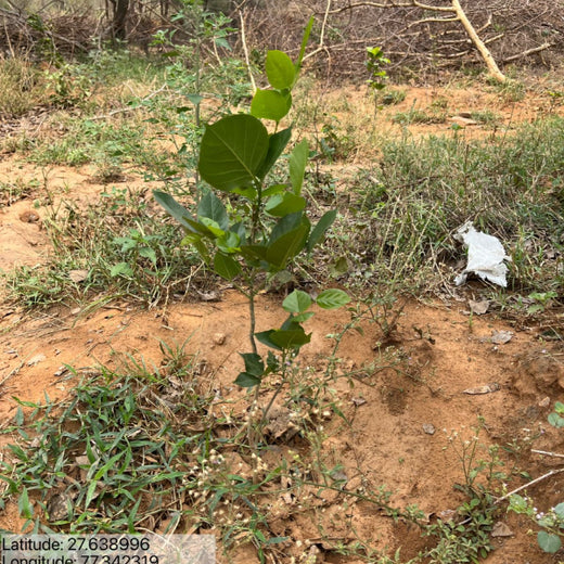 Reliance Foundation's Biodiversity Restoration Project: Sunhera Village – 1 year