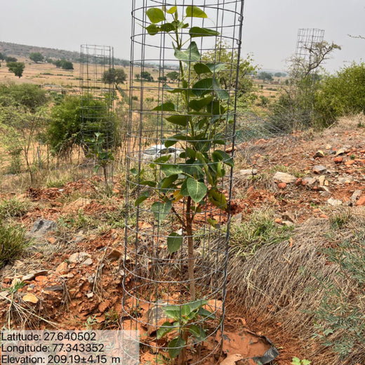Reliance Foundation's Biodiversity Restoration Project: Sunhera Village – 1 year