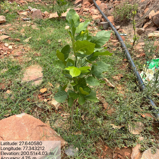 Reliance Foundation's Biodiversity Restoration Project: Sunhera Village – 1 year