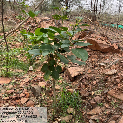 Reliance Foundation's Biodiversity Restoration Project: Sunhera Village – 1 year