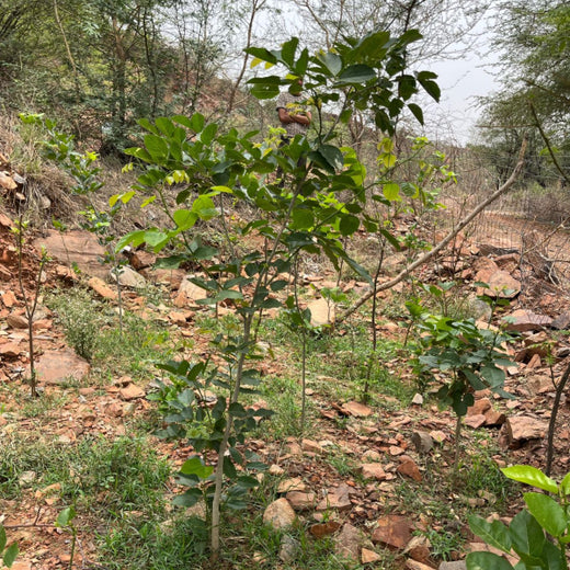 Reliance Foundation's Biodiversity Restoration Project: Sunhera Village – 1 year