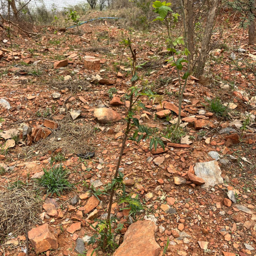 Reliance Foundation's Biodiversity Restoration Project: Sunhera Village – 1 year