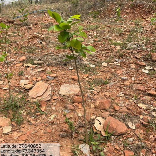 Reliance Foundation's Biodiversity Restoration Project: Sunhera Village – 1 year