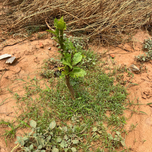 Reliance Foundation's Biodiversity Restoration Project: Sunhera Village – 1 year