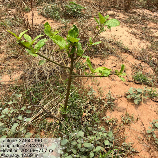 Reliance Foundation's Biodiversity Restoration Project: Sunhera Village – 1 year