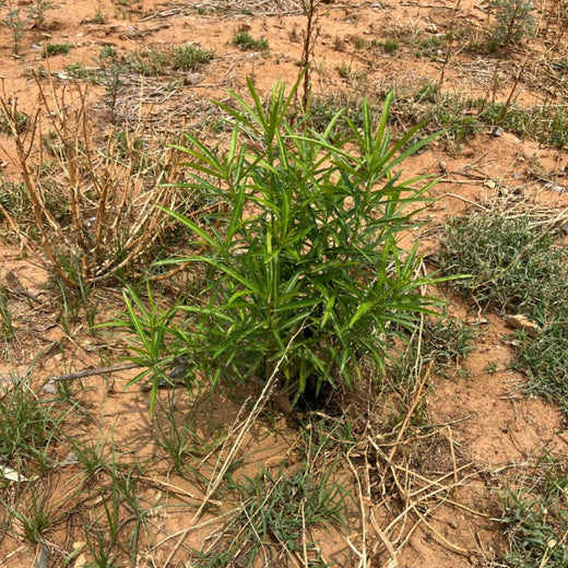Reliance Foundation's Biodiversity Restoration Project: Sunhera Village – 1 year