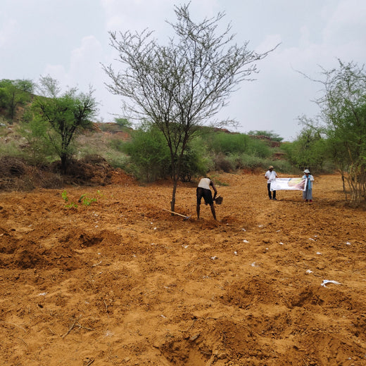 Reliance Foundation's Biodiversity Restoration Project: Sunhera Village – Planting