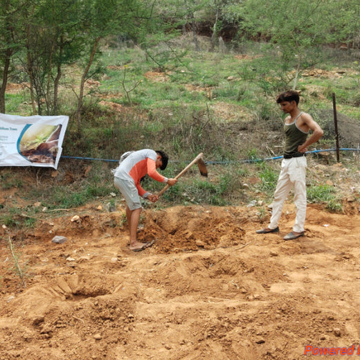 Reliance Foundation's Biodiversity Restoration Project: Sunhera Village – Planting