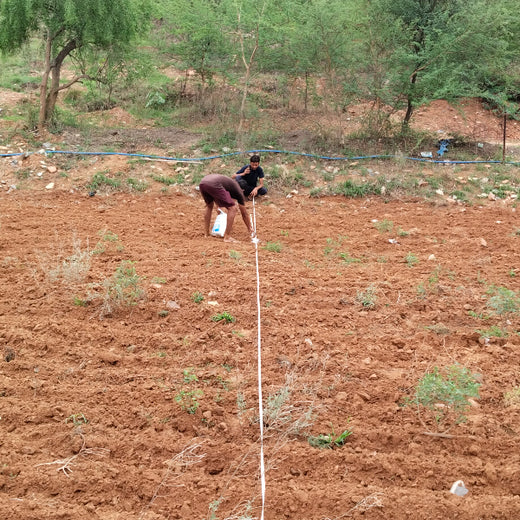 Reliance Foundation's Biodiversity Restoration Project: Sunhera Village – Planting