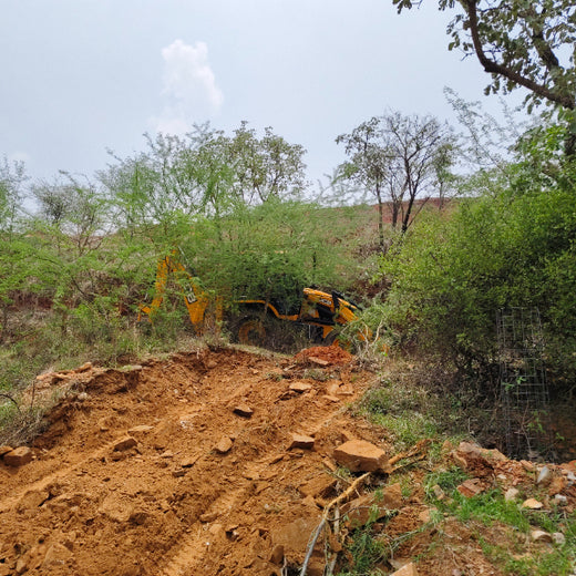 Reliance Foundation's Biodiversity Restoration Project: Sunhera Village – Planting